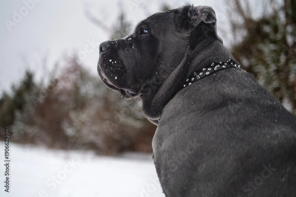 Obraz Cane Corso Walking in Heavy Snowstorm