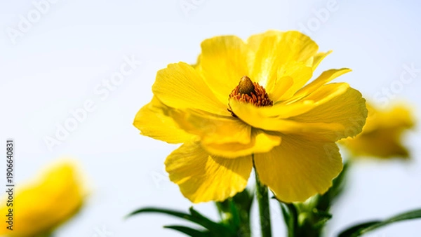 Obraz 黄色のラナンキュラスの花のアップ