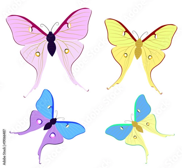 Obraz butterfly