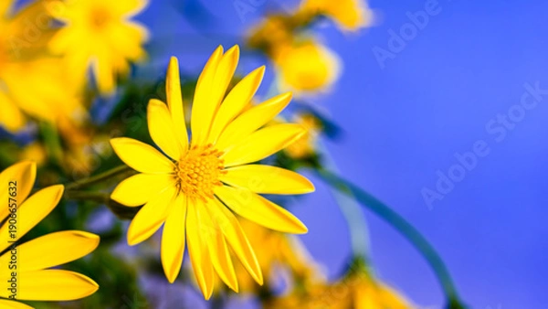 Obraz 黄色のオステオスペルマムの花