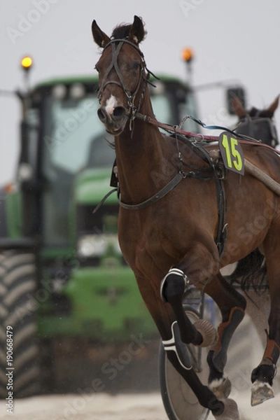 Obraz cheval de course