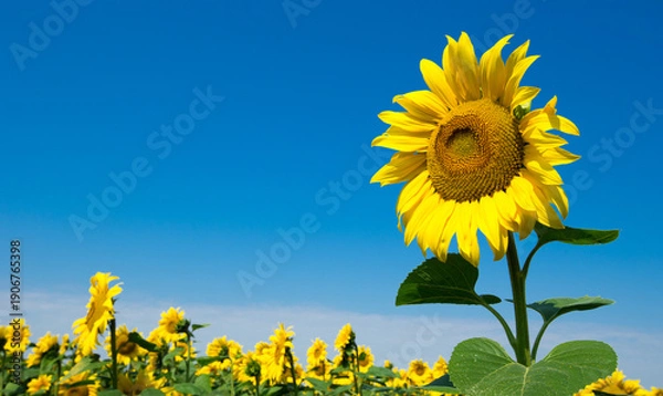 Obraz Sunflower field with cloudy blue sky