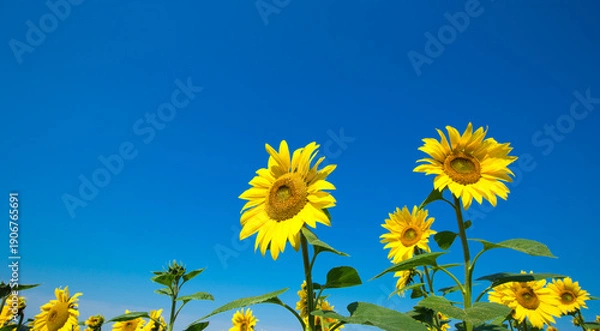 Obraz Sunflower field with cloudy blue sky