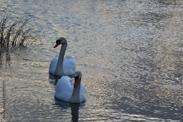 Fototapeta Cygnes