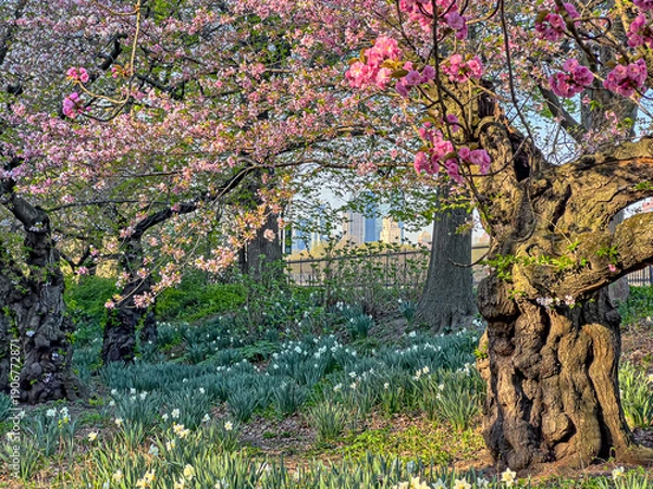 Obraz Central Park in spring with cherry Blossoms