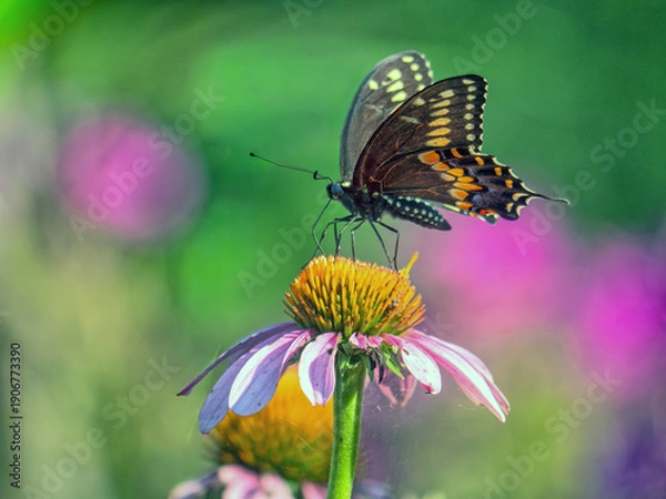 Obraz Papilio glaucus, eastern tiger swallowtail,