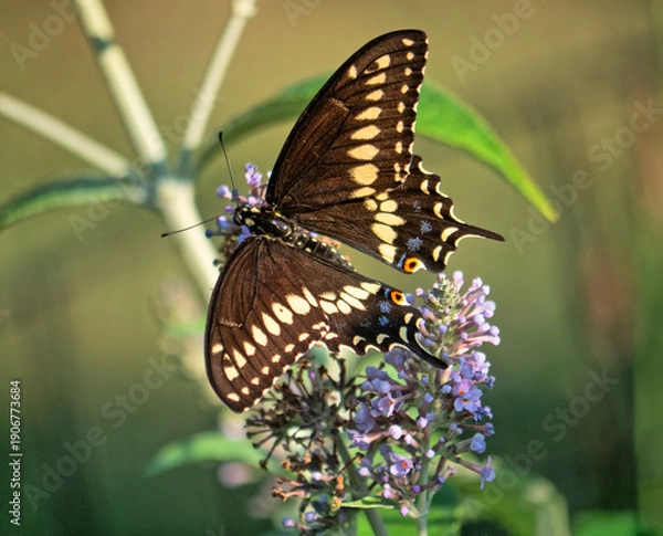 Obraz Papilio glaucus, eastern tiger swallowtail,
