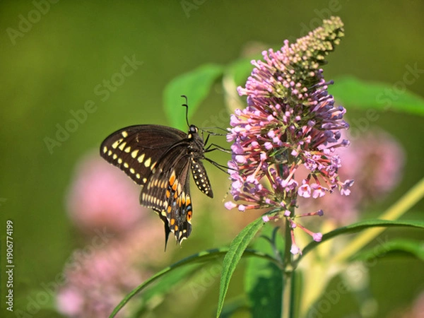 Obraz Papilio glaucus, eastern tiger swallowtail,