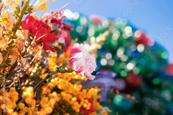Obraz Fleurs mimosa gros plan