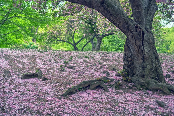 Obraz Central Park in spring with cherry Blossoms