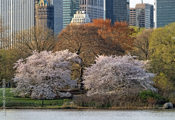 Obraz Central Park in spring with cherry blossoms