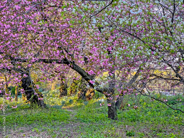Obraz Central Park in spring with cherry Blossoms
