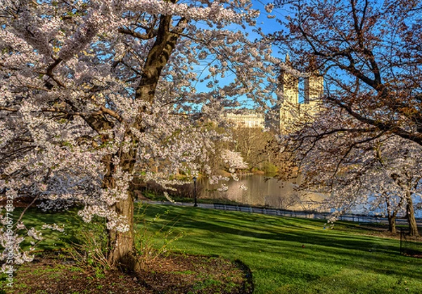 Obraz Central Park in spring with cherry blossoms