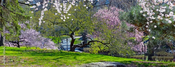 Obraz Central Park in spring with cherry Blossoms