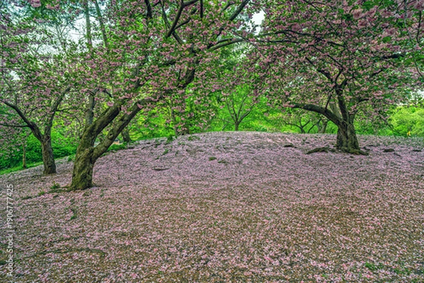 Obraz Central Park in spring with cherry Blossoms