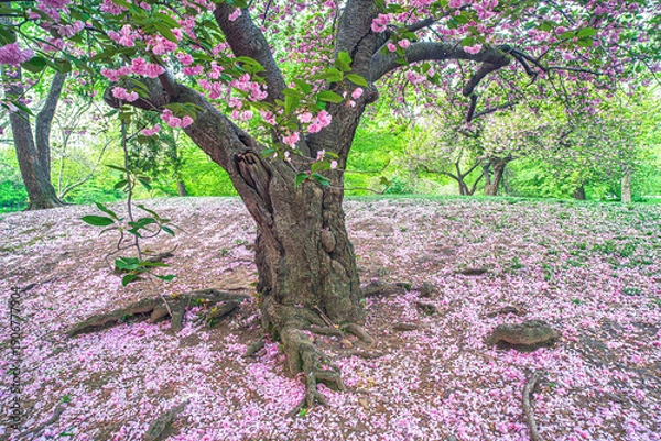 Obraz Central Park in spring with cherry Blossoms
