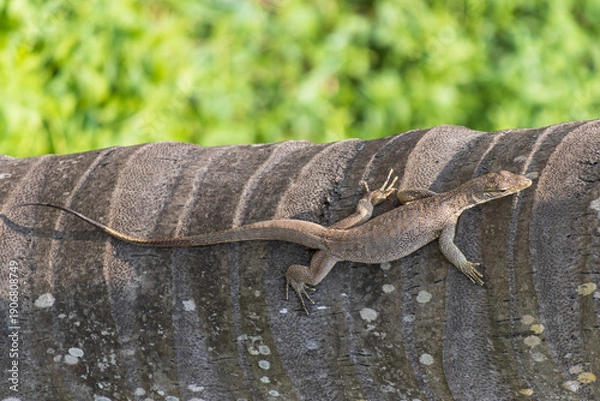 Obraz A lizard is laying on a tree trunk