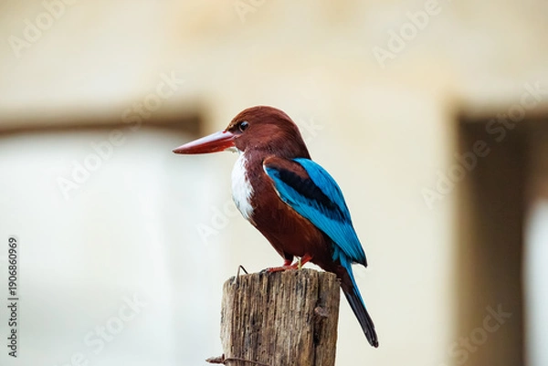 Obraz kingfisher on branch