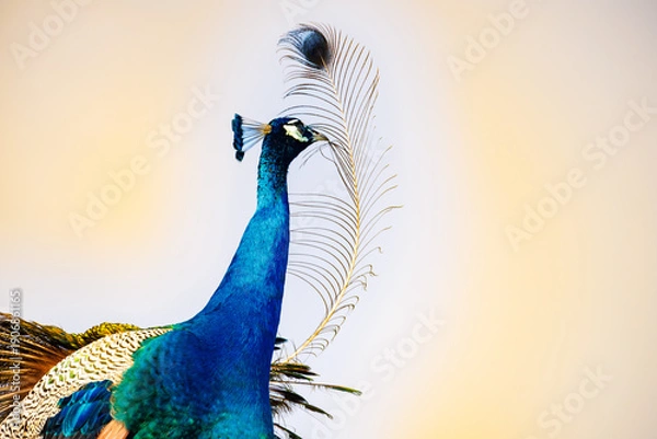 Obraz peacock with feathers