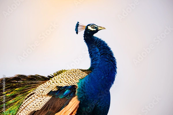 Obraz peacock with feathers