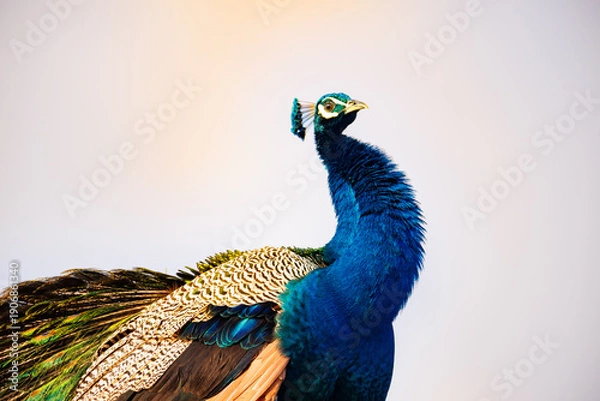 Obraz peacock with feathers