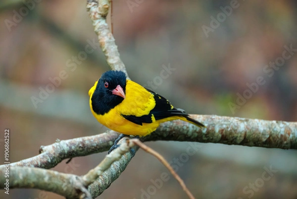 Obraz great tit on a branch