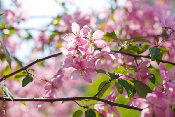 Fototapeta red cherry tree blossoms in the sun lights in the spring