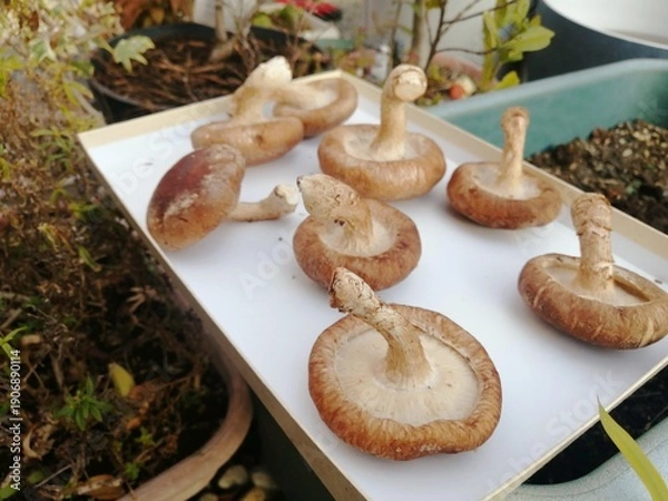 Obraz 自宅でしいたけを天日干ししている気軽な写真