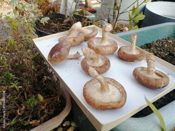 Obraz 自宅でしいたけを天日干ししている気軽な写真