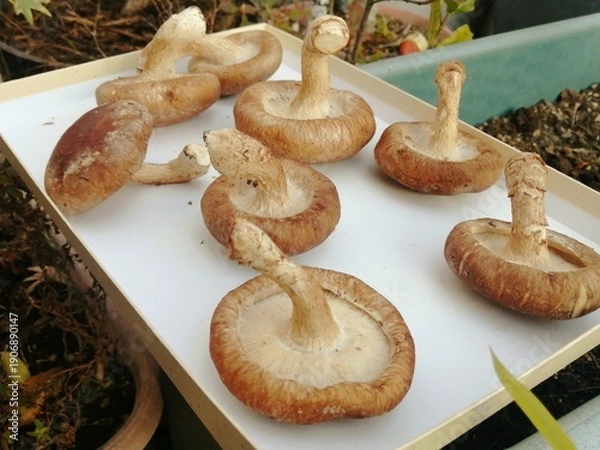 Obraz 自宅でしいたけを天日干ししている気軽な写真