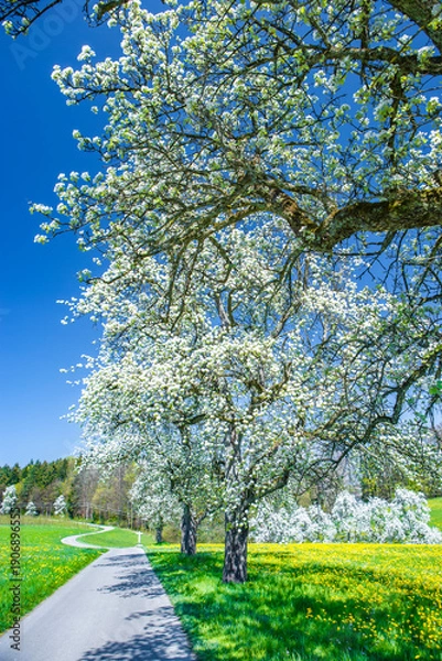 Obraz Landstraße in einer landschaft mit blühenden Obstbäumen