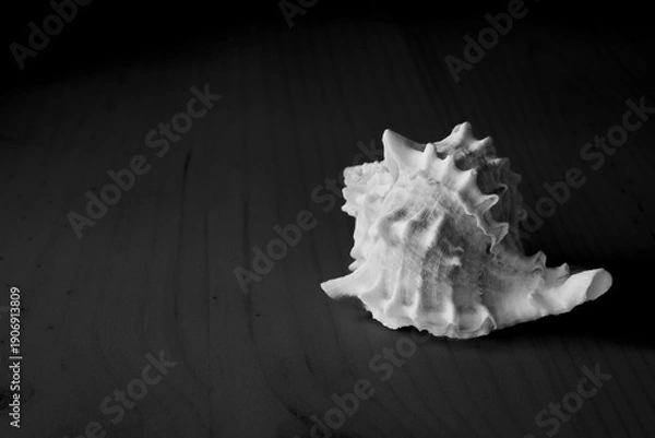 Obraz Single seashell in black and white