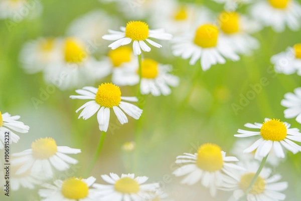 Obraz カモミールの花畑
