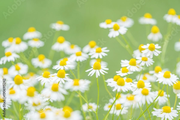 Obraz カモミールの花畑