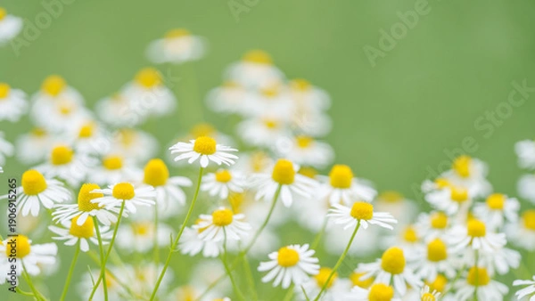 Obraz カモミールの花畑