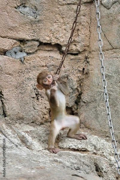 Fototapeta 鎖で遊ぶアカゲザルの子供