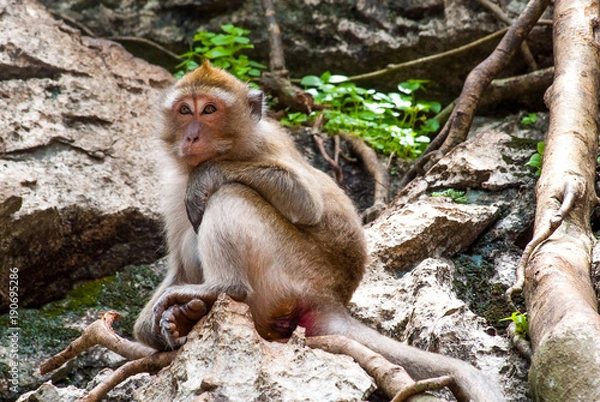 Obraz monkey sitting on a rock