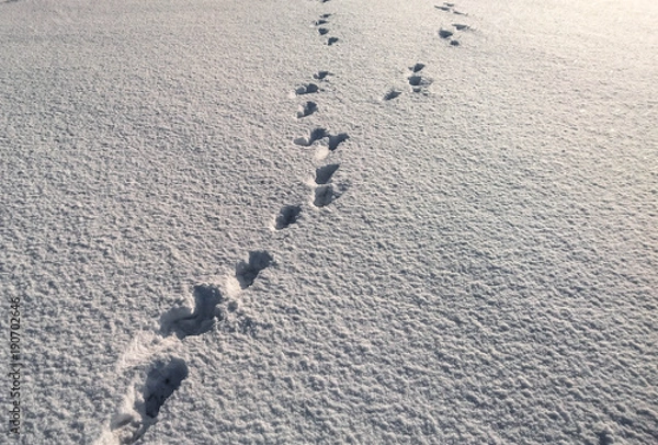 Fototapeta Traces of feet on the fresh snow