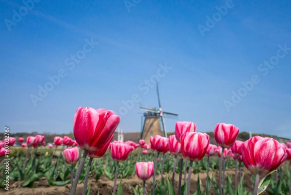 Fototapeta 風車のあるチューリップ畑