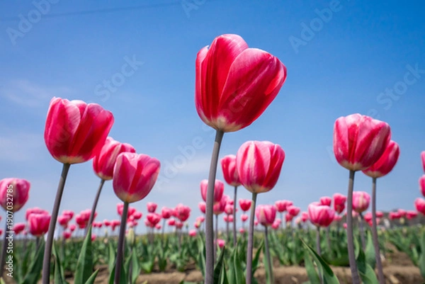 Fototapeta チューリップ畑