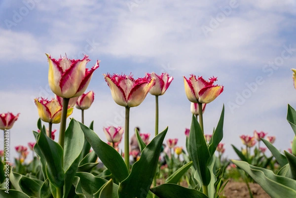 Fototapeta チューリップ畑