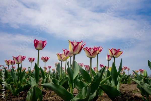Fototapeta チューリップ畑