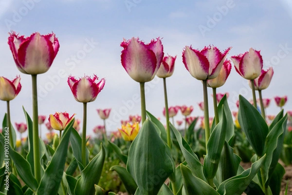 Fototapeta チューリップ畑