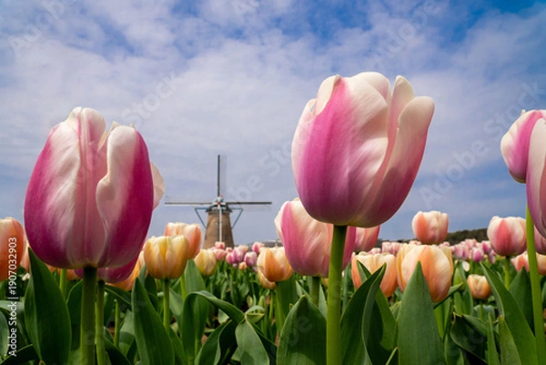 Fototapeta チューリップ畑