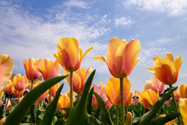Fototapeta チューリップ畑