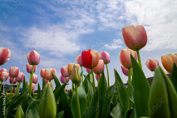 Fototapeta チューリップ畑