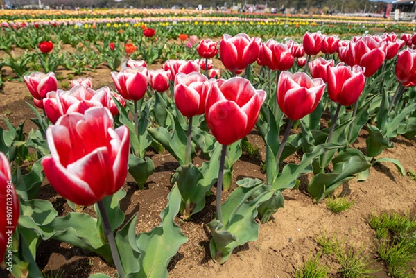 Fototapeta チューリップ畑