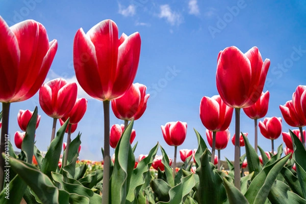 Fototapeta チューリップ畑