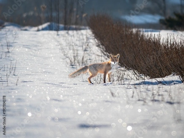 Obraz Common fox (Vulpes vulpes) in winter.