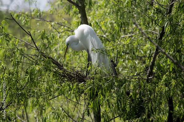 Fototapeta elegant snowy egret standing in green tree